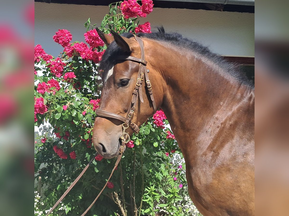 Polnisches Warmblut Wallach 4 Jahre 157 cm Brauner in Bayerbach