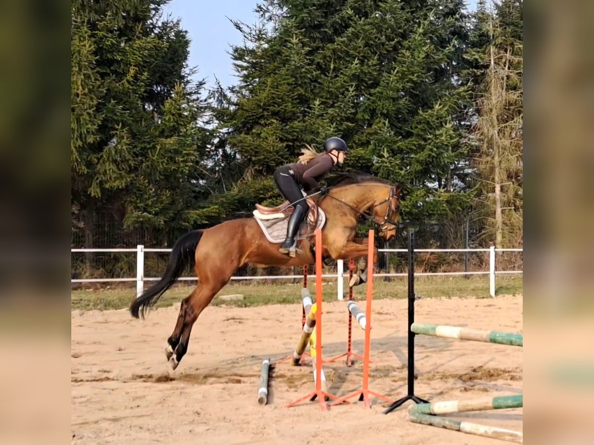 Polnisches Warmblut Wallach 4 Jahre 160 cm Brauner in Forst