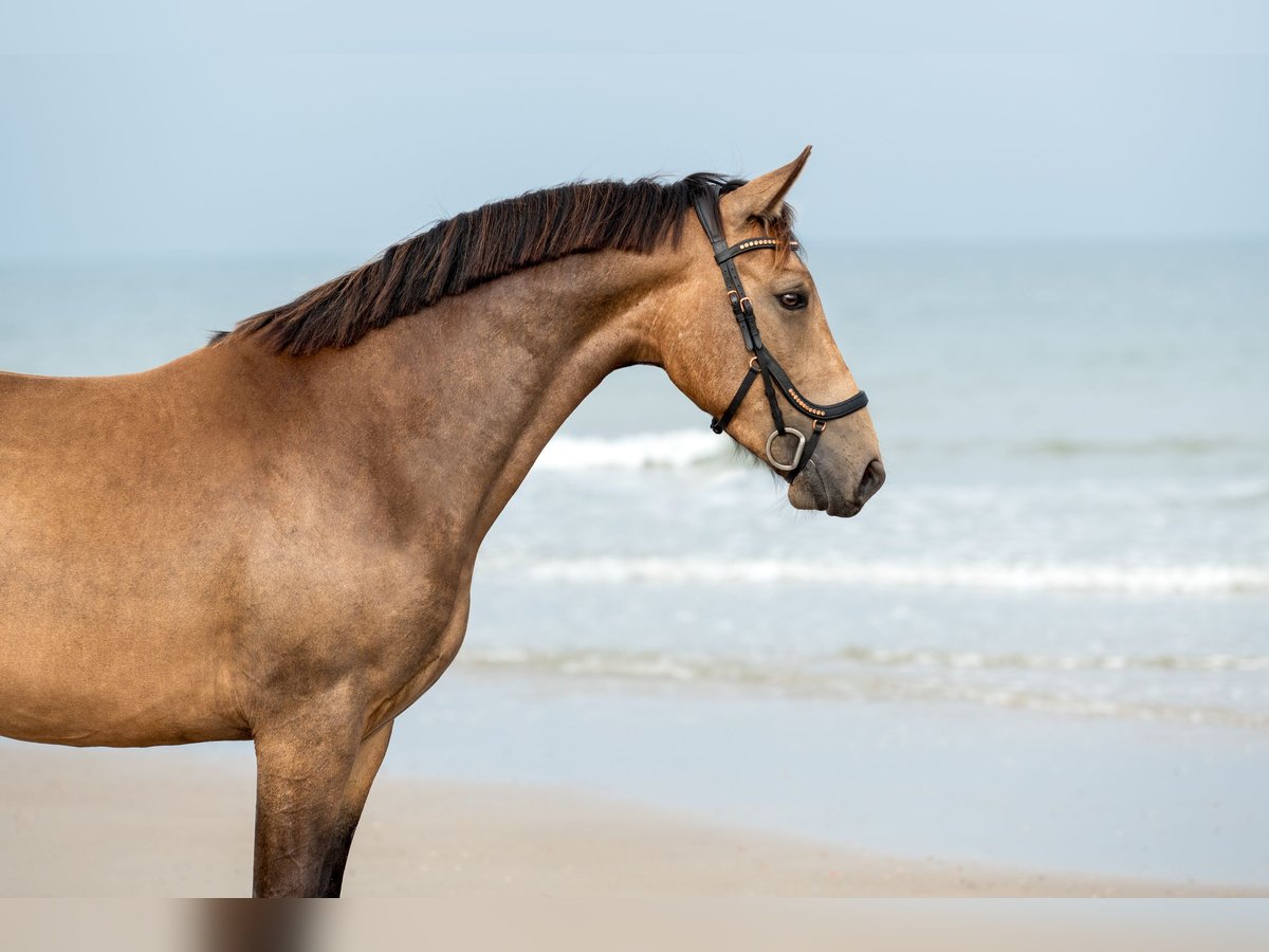 Polnisches Warmblut Mix Wallach 4 Jahre 160 cm Buckskin in Domburg