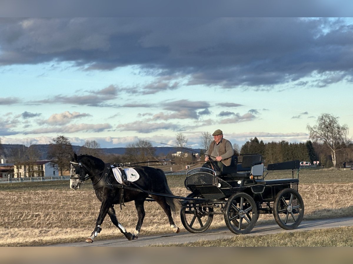 Polnisches Warmblut Wallach 4 Jahre 160 cm Rappschimmel in Riedlingen