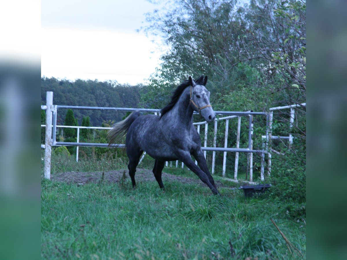 Polnisches Warmblut Wallach 4 Jahre 164 cm Schimmel in Krauschwitz