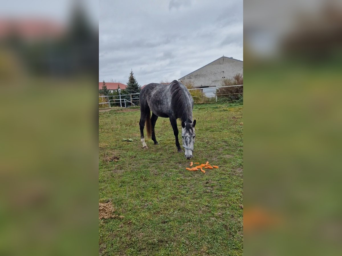 Polnisches Warmblut Wallach 4 Jahre 165 cm Schimmel in Lasin