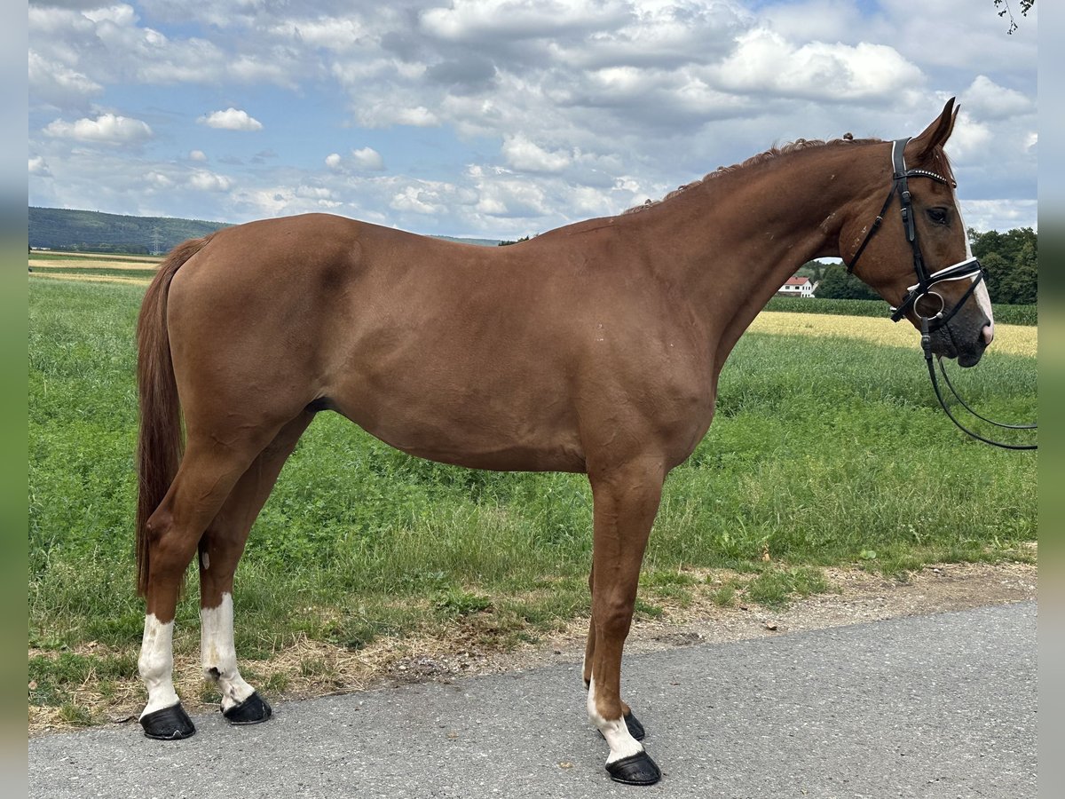 Polnisches Warmblut Wallach 4 Jahre 166 cm Fuchs in Riedlingen