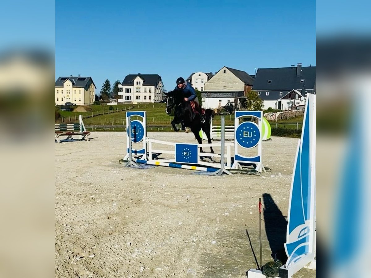 Polnisches Warmblut Wallach 5 Jahre 161 cm Rappe in Zwönitz