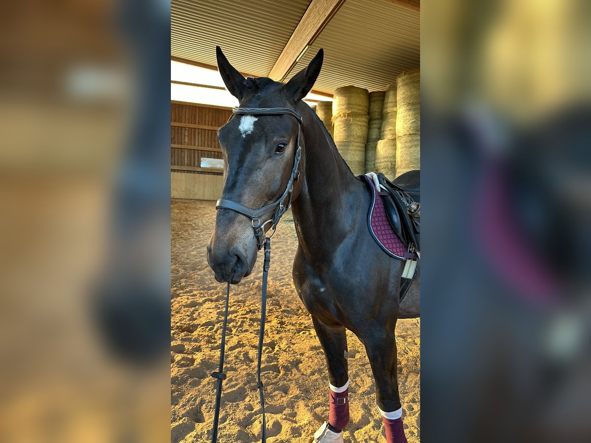 Polnisches Warmblut Mix Wallach 5 Jahre 162 cm Dunkelbrauner in Rodalben
