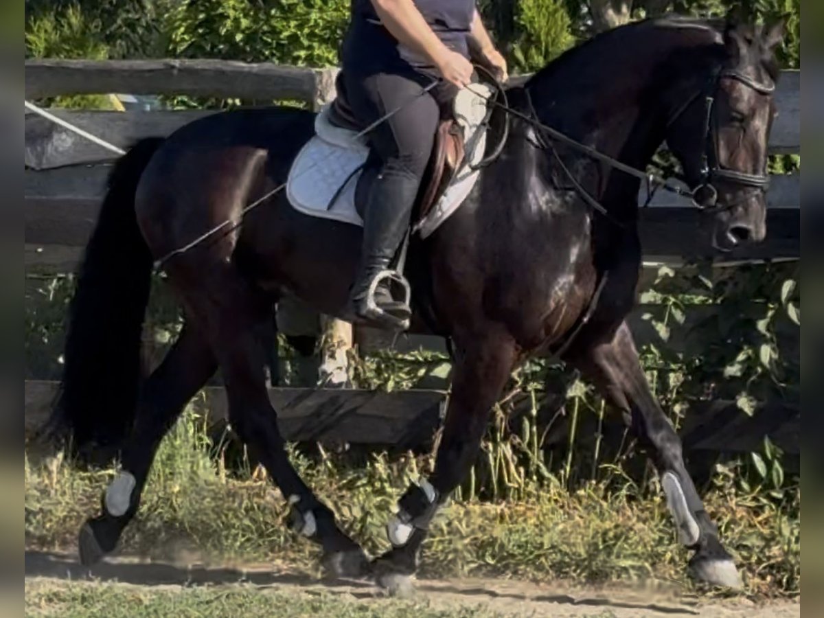 Polnisches Warmblut Wallach 5 Jahre 162 cm Rappe in Westerstede