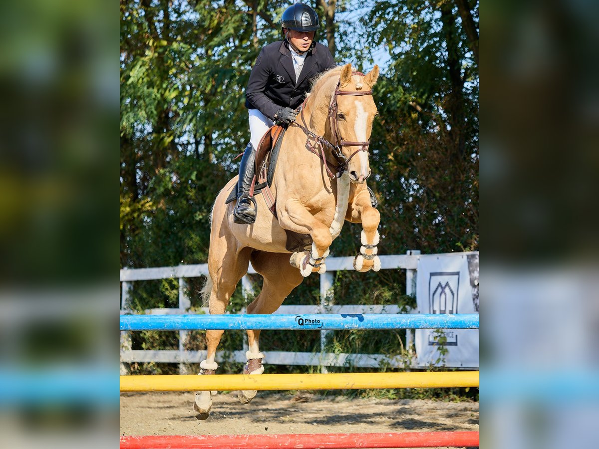 Polnisches Warmblut Wallach 5 Jahre 164 cm Palomino in Kronenberg