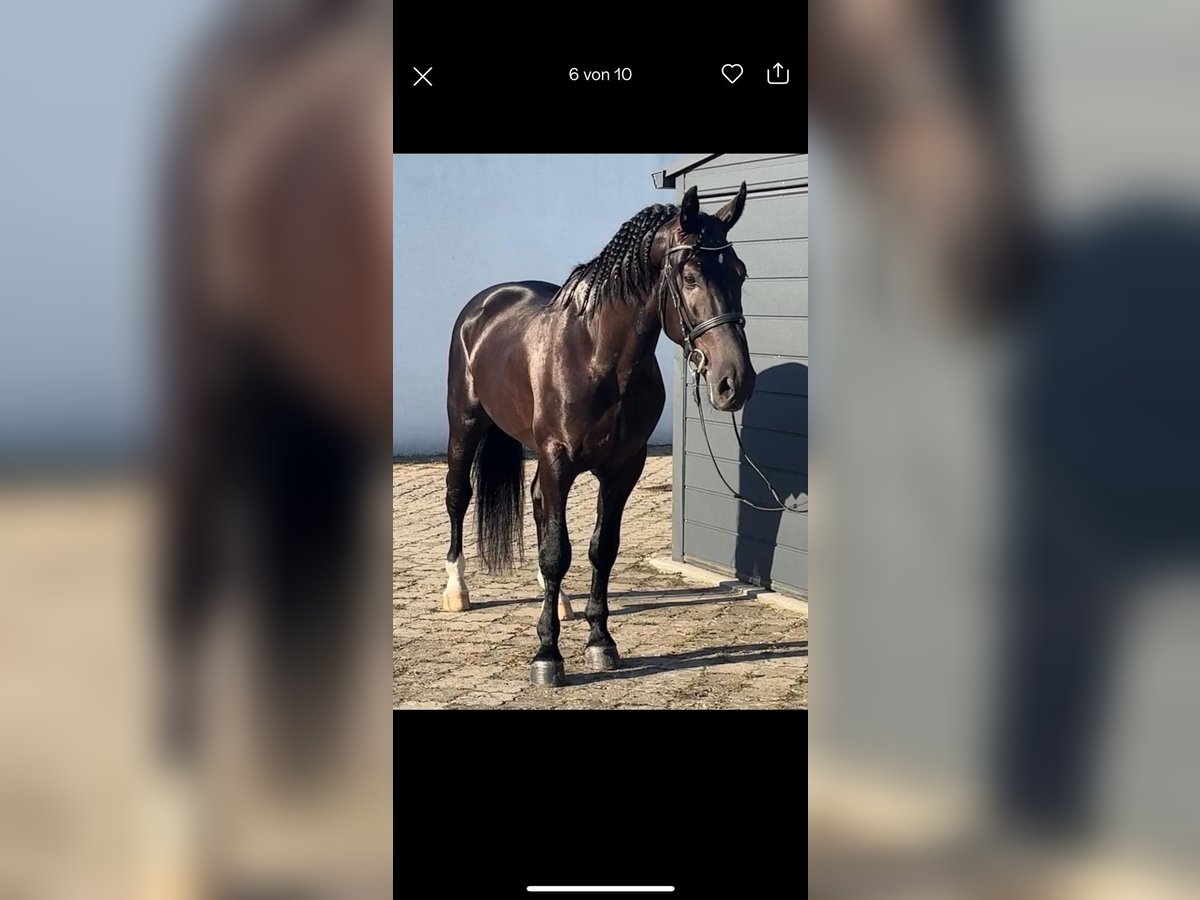 Polnisches Warmblut Wallach 5 Jahre 164 cm Rappe in Ostrhauderfehn