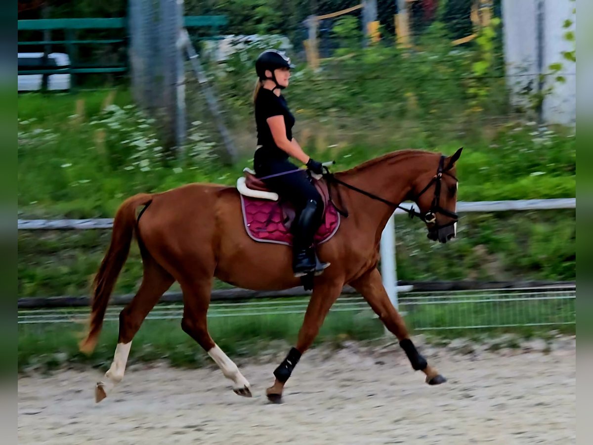 Polnisches Warmblut Wallach 5 Jahre 165 cm Fuchs in Forst