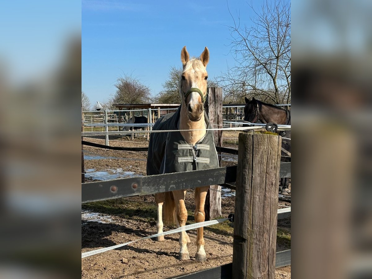 Polnisches Warmblut Wallach 5 Jahre 165 cm Palomino in Obertshausen
