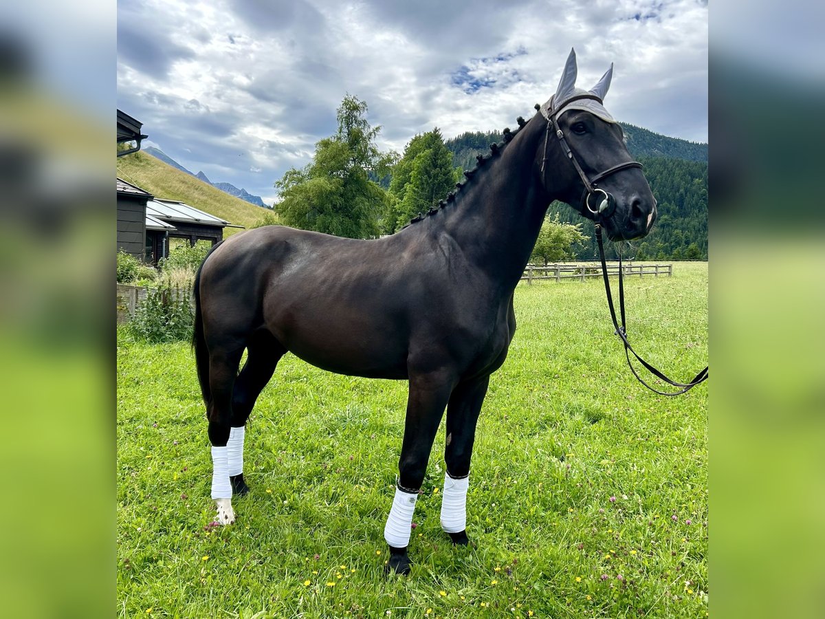 Polnisches Warmblut Wallach 5 Jahre 166 cm Rappe in Nesselw&#xE4;ngle