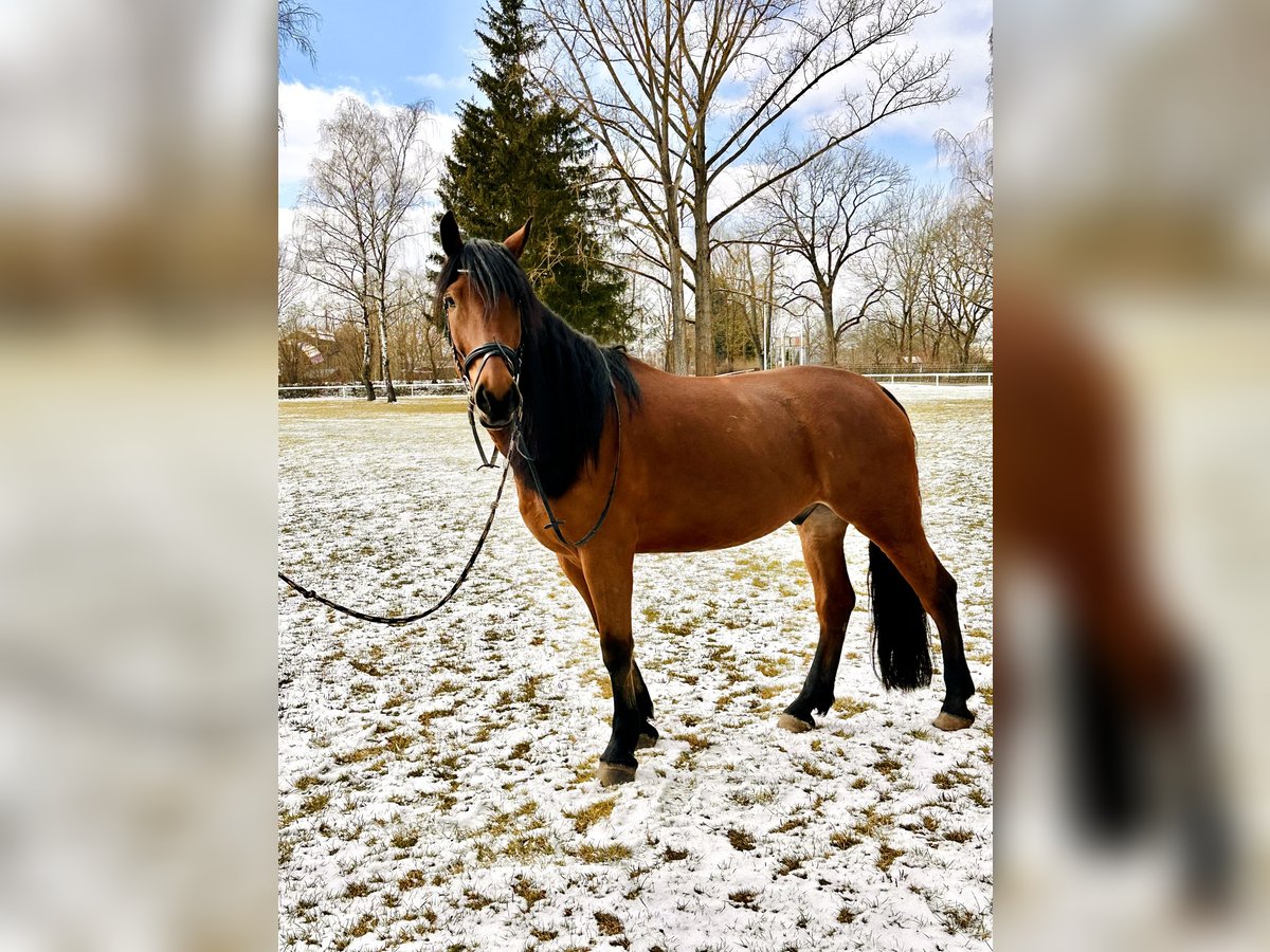 Polnisches Warmblut Wallach 5 Jahre 167 cm Brauner in Hof