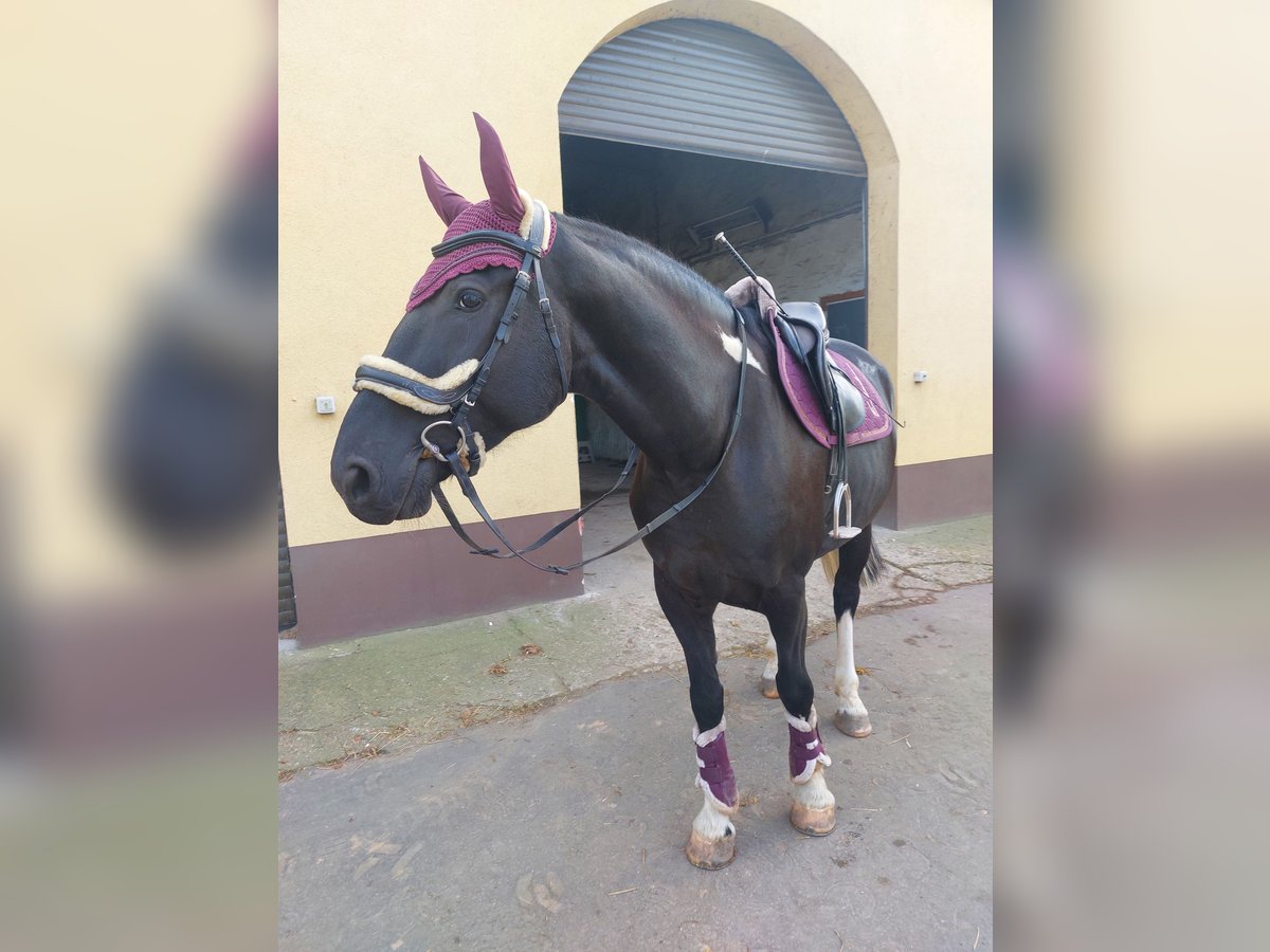 Polnisches Warmblut Mix Wallach 5 Jahre 174 cm Schecke in Atzendorf