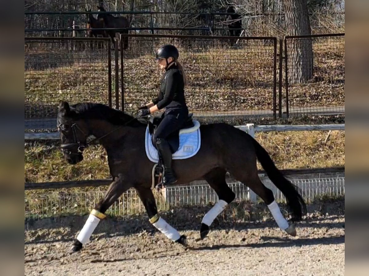 Polnisches Warmblut Wallach 6 Jahre 160 cm Rappe in Forst