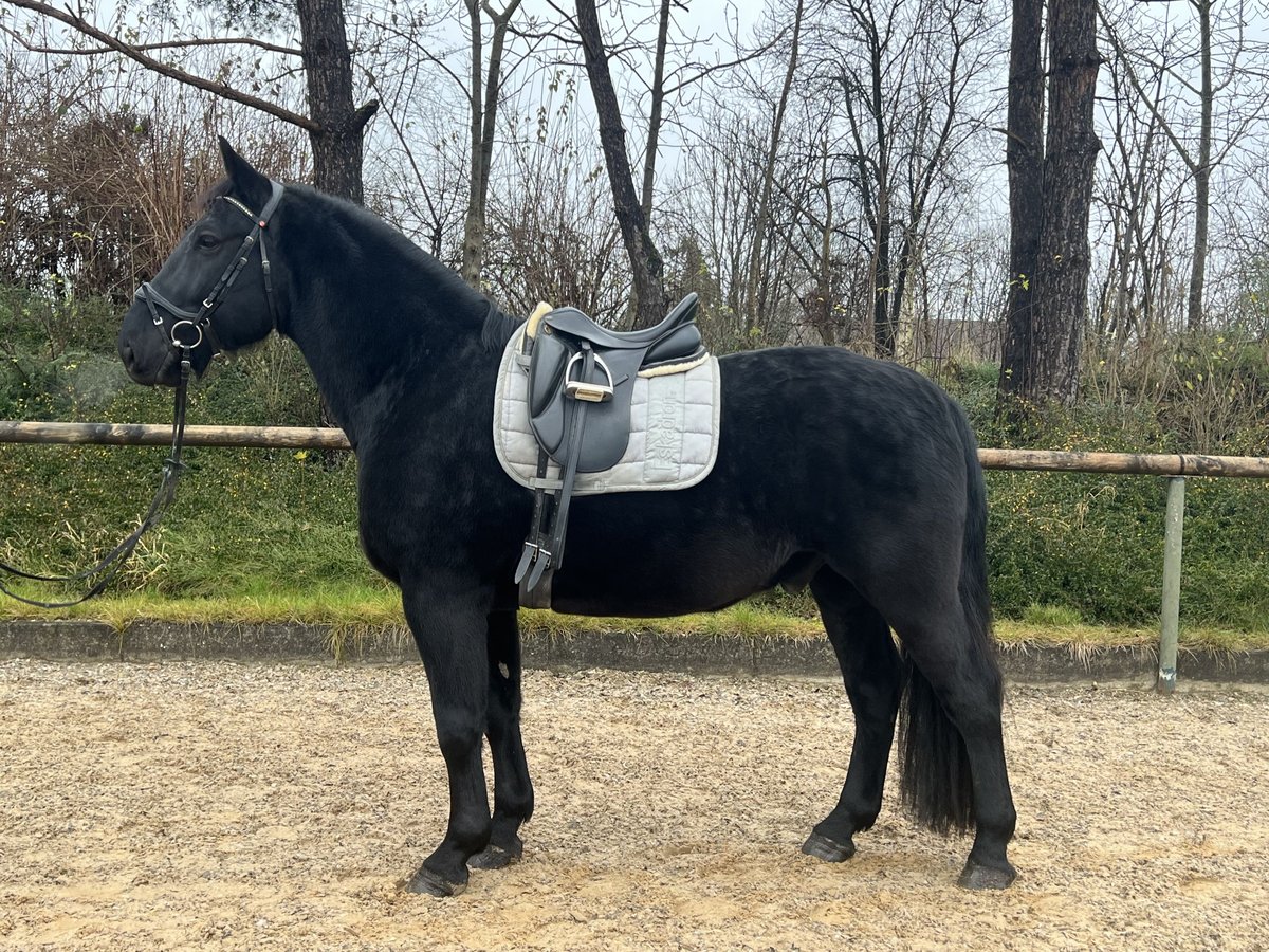 Polnisches Warmblut Wallach 6 Jahre 160 cm Rappe in Königsbrunn