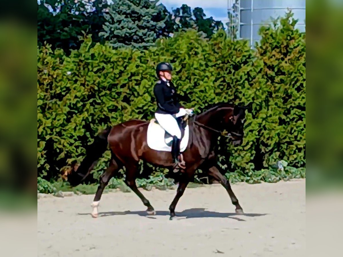 Polnisches Warmblut Wallach 6 Jahre 160 cm Schwarzbrauner in Forst