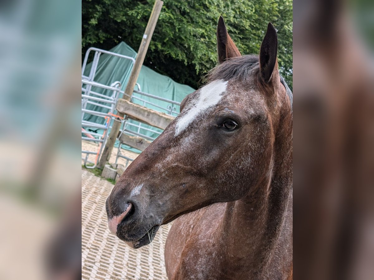 Polnisches Warmblut Wallach 6 Jahre 162 cm in Hochstadt