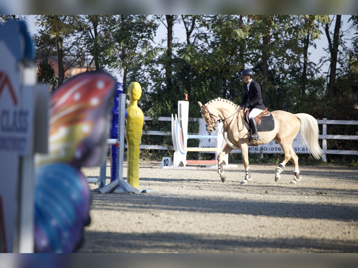 Polnisches Warmblut Wallach 6 Jahre 164 cm Palomino in Kronenberg