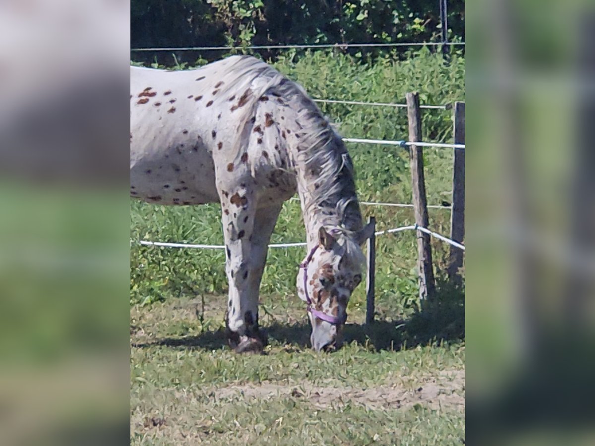 Polnisches Warmblut Wallach 6 Jahre 165 cm Tigerschecke in Verden (Aller)