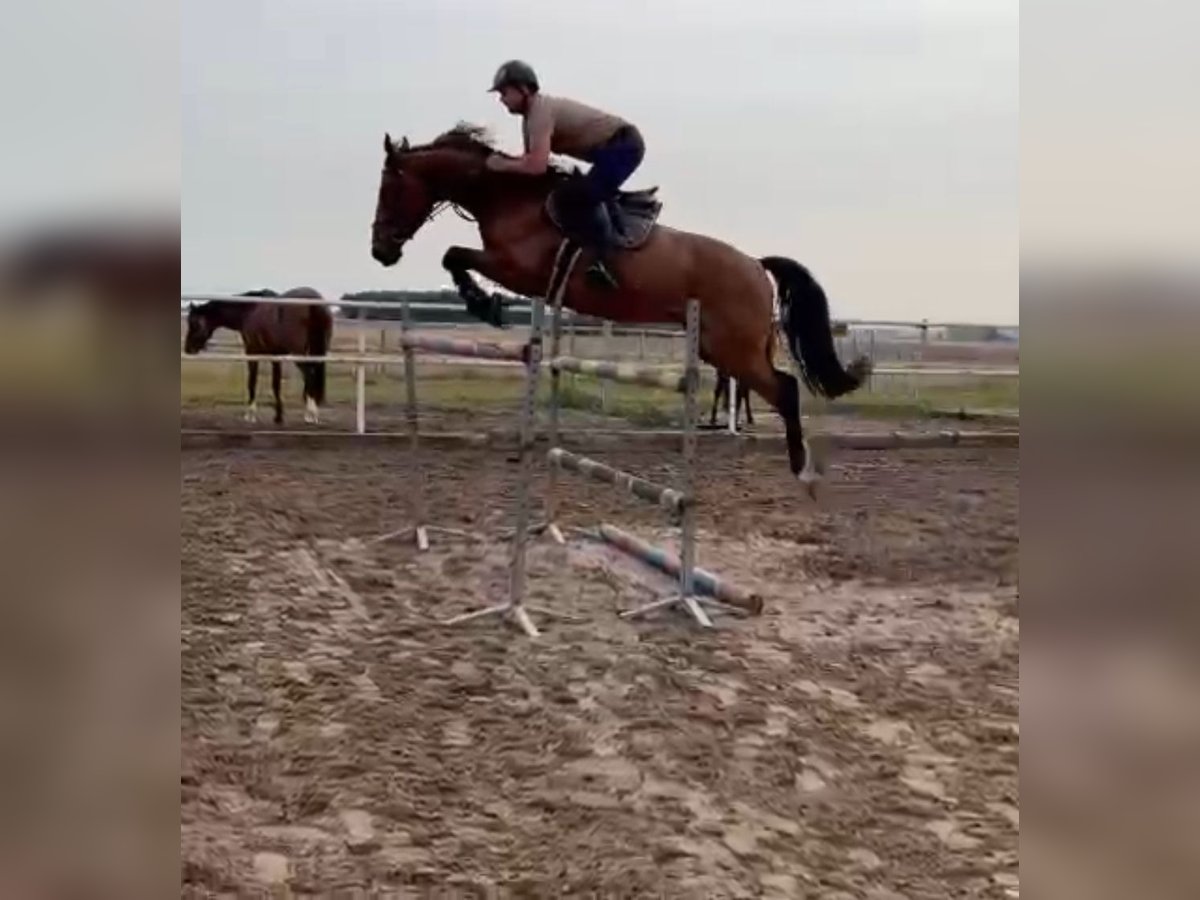 Polnisches Warmblut Wallach 6 Jahre 168 cm Brauner in Papenhagen