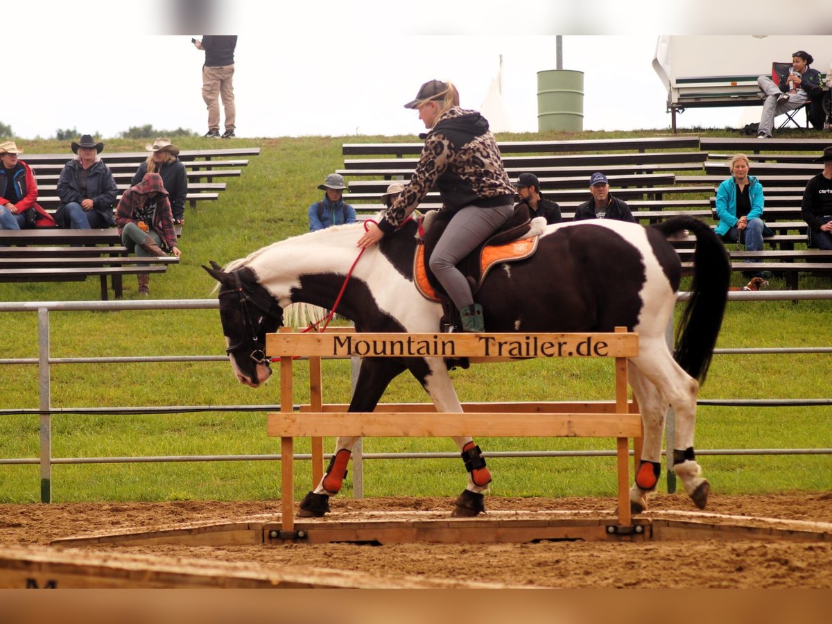 Polnisches Warmblut Wallach 6 Jahre 170 cm Schecke in B&#xFC;ckeburg Evesen