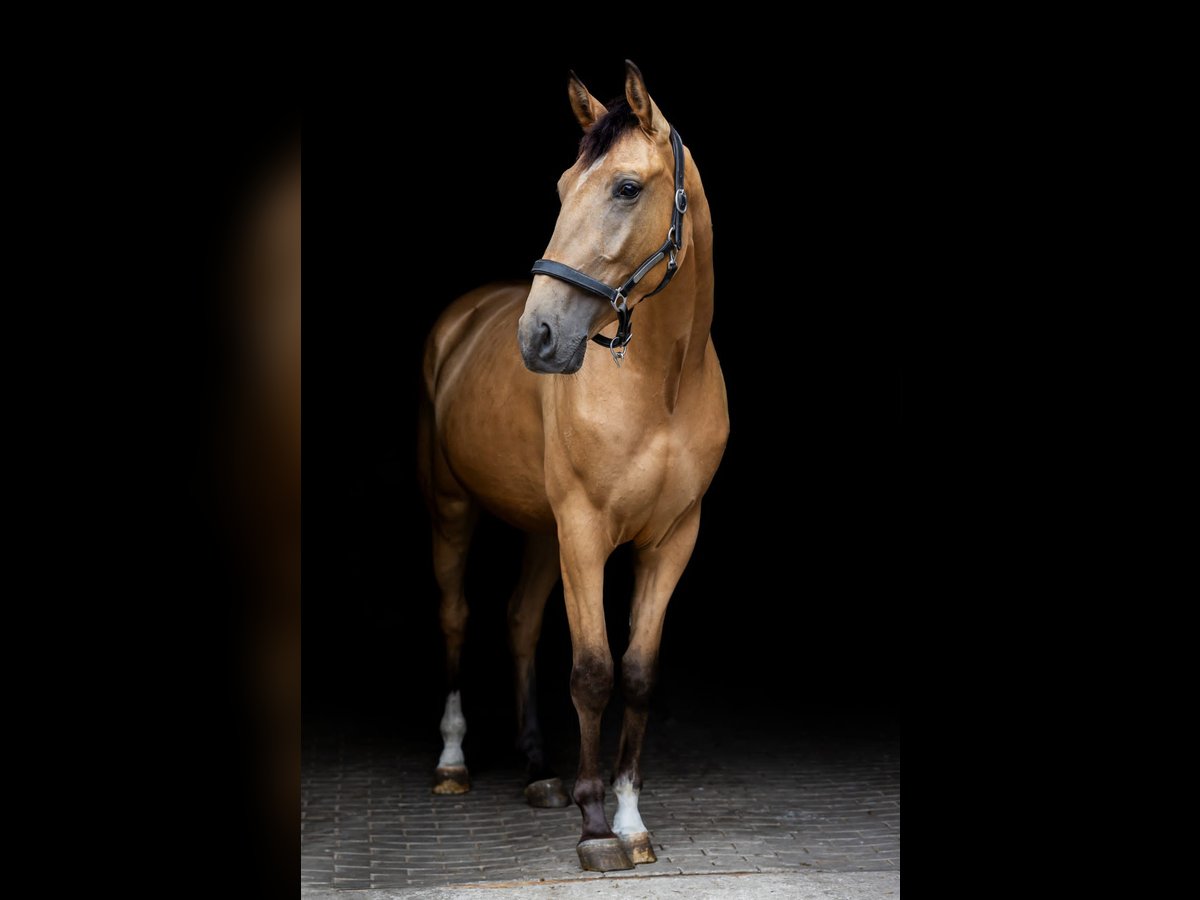 Polnisches Warmblut Wallach 6 Jahre 173 cm Buckskin in Planebruch