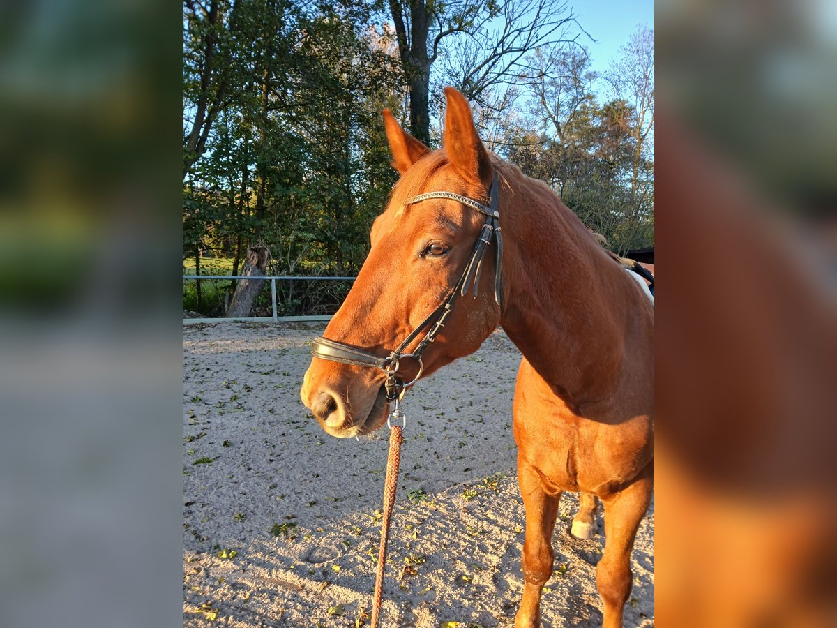 Polnisches Warmblut Wallach 7 Jahre 158 cm Fuchs in Remchingen