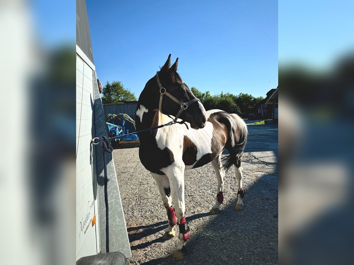 Polnisches Warmblut Mix Wallach 7 Jahre 160 cm Schecke in Eschbronn