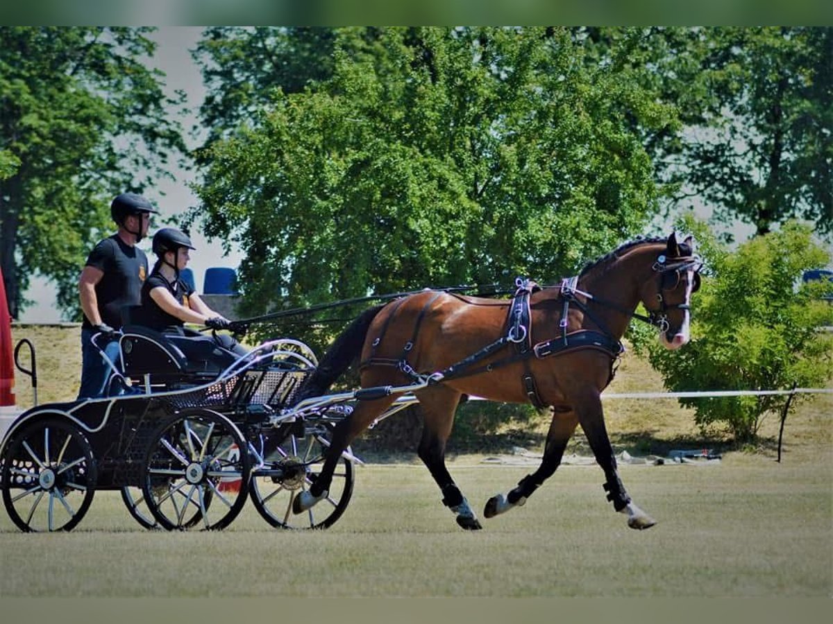 Polnisches Warmblut Wallach 7 Jahre 161 cm Rotbrauner in Leszno