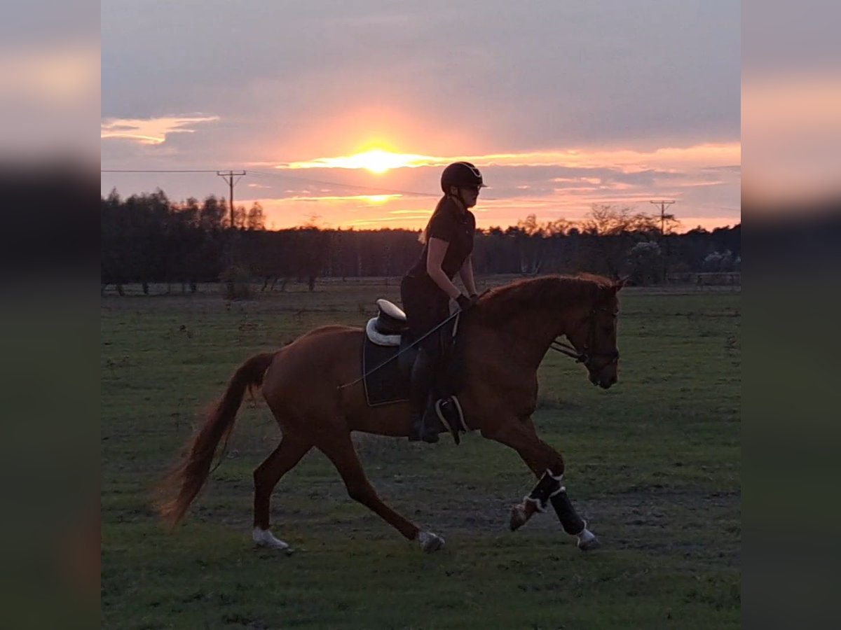 Polnisches Warmblut Wallach 7 Jahre 162 cm Fuchs in Forst