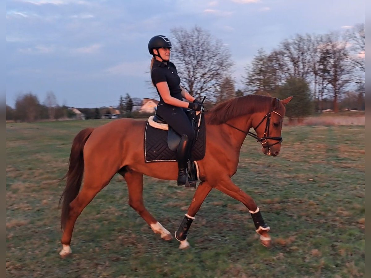 Polnisches Warmblut Wallach 7 Jahre 162 cm Fuchs in Forst