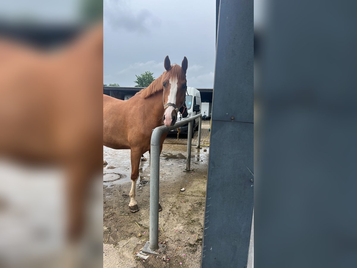 Polnisches Warmblut Wallach 7 Jahre 165 cm Fuchs in Sch&#xF6;nkirchen