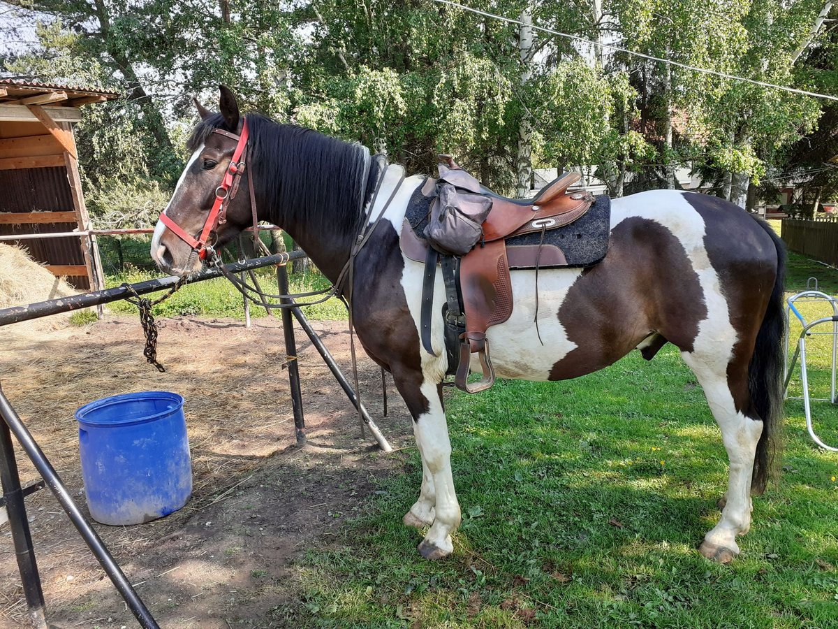 Polnisches Warmblut Wallach 7 Jahre 165 cm Schecke in Elleben