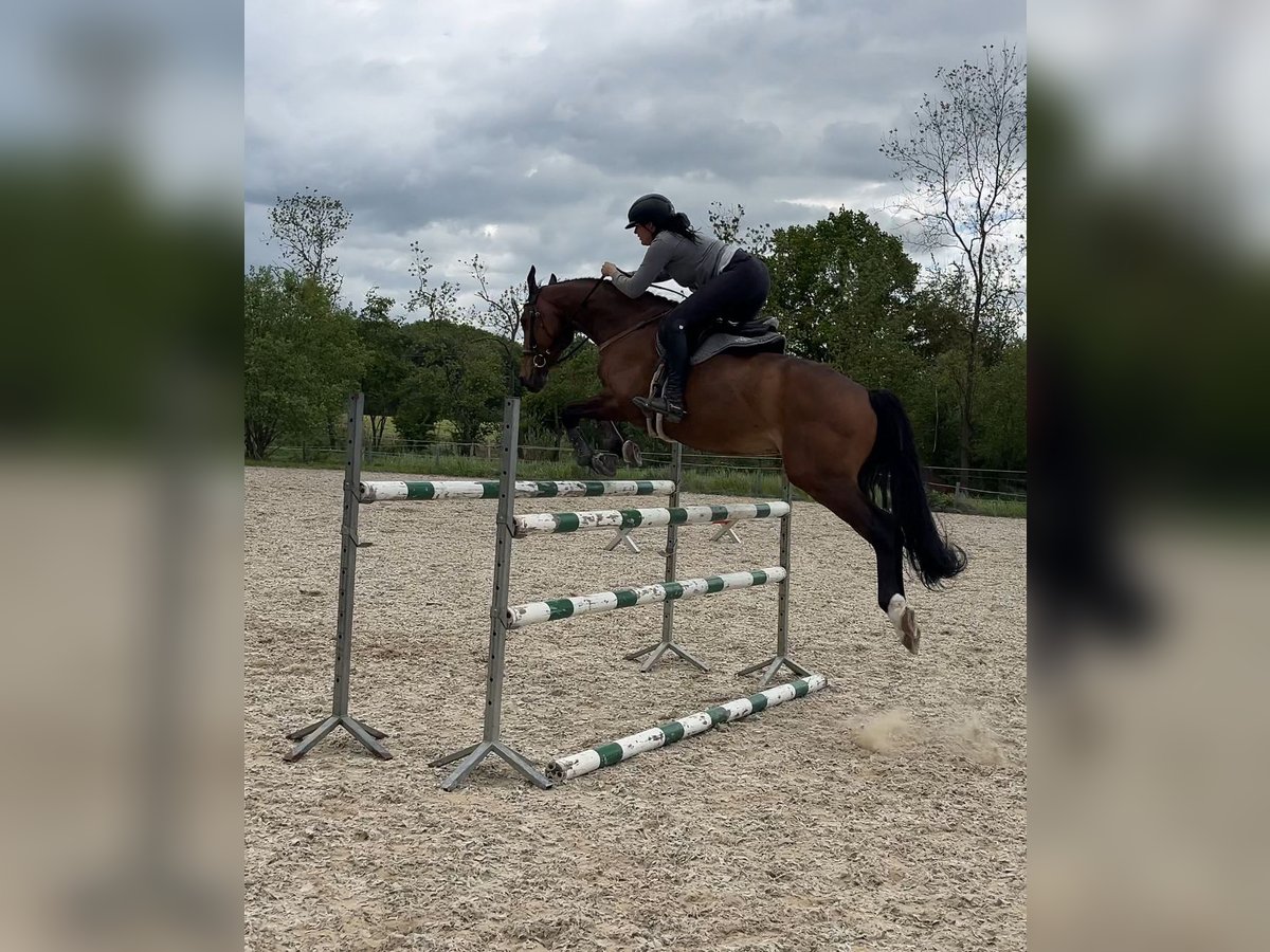 Polnisches Warmblut Wallach 7 Jahre 168 cm Brauner in Papenhagen