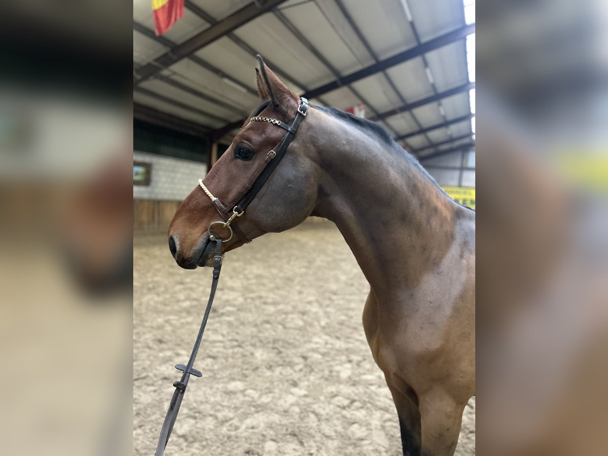 Polnisches Warmblut Wallach 7 Jahre 170 cm Dunkelbrauner in Oud Gastel