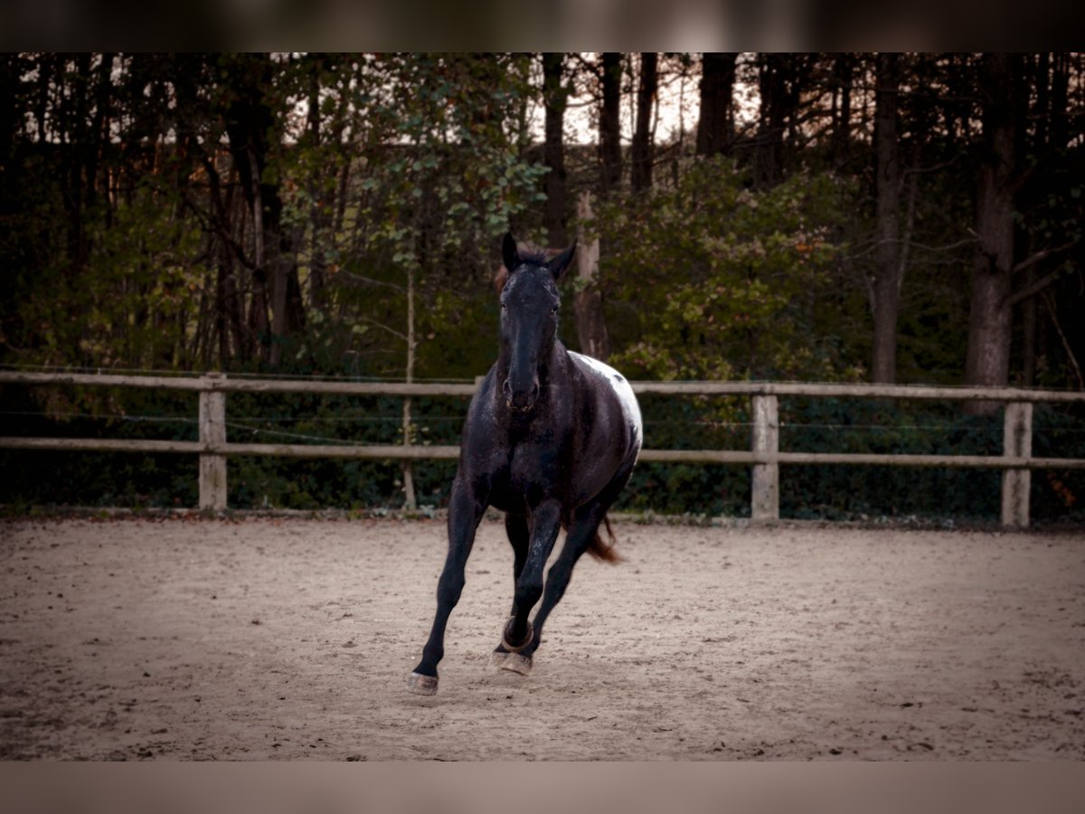 Polnisches Warmblut Mix Wallach 7 Jahre 170 cm Rappe in Dortmund