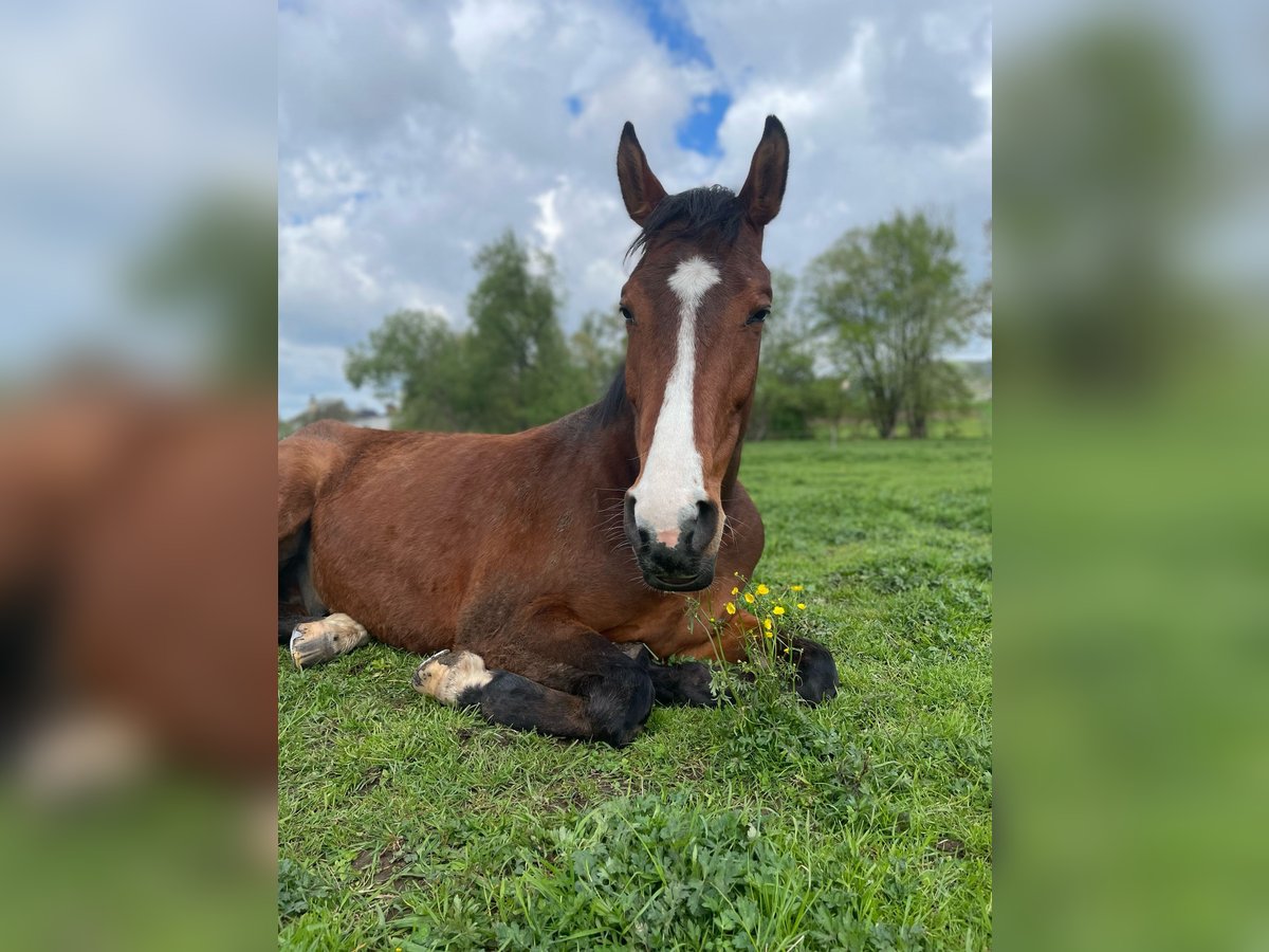 Polnisches Warmblut Wallach 7 Jahre 172 cm Brauner in Rutha