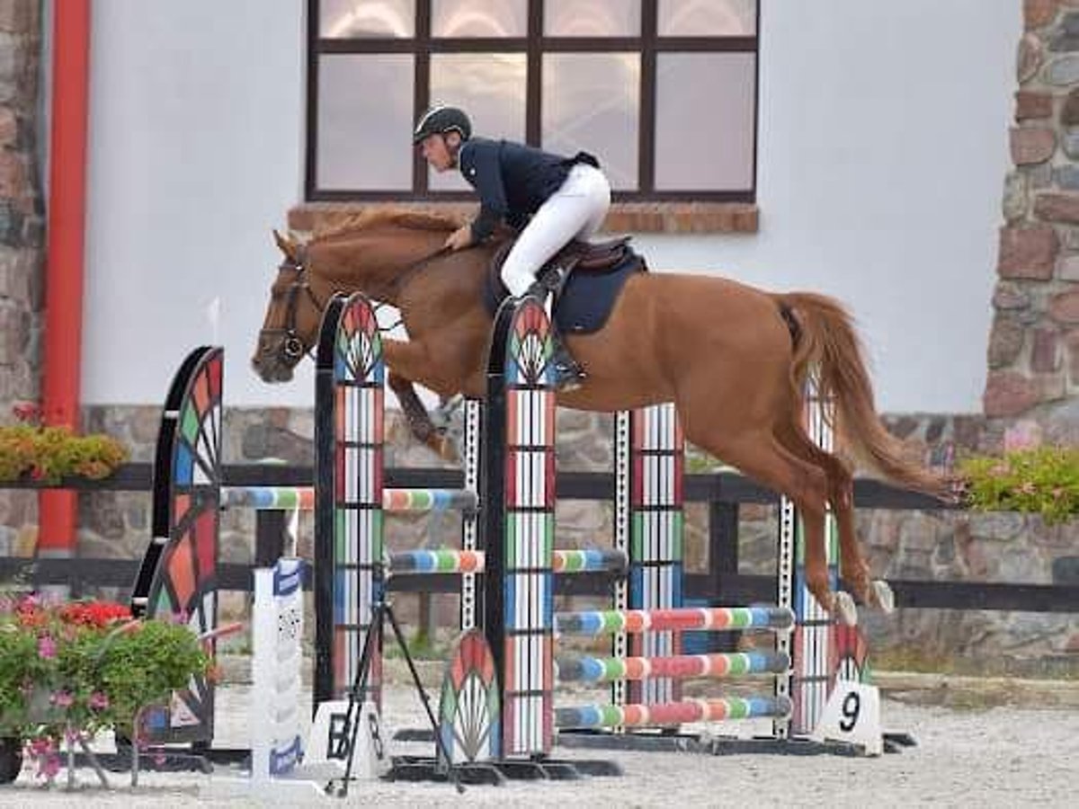 Polnisches Warmblut Wallach 7 Jahre 176 cm Dunkelfuchs in Stare Kawkowo