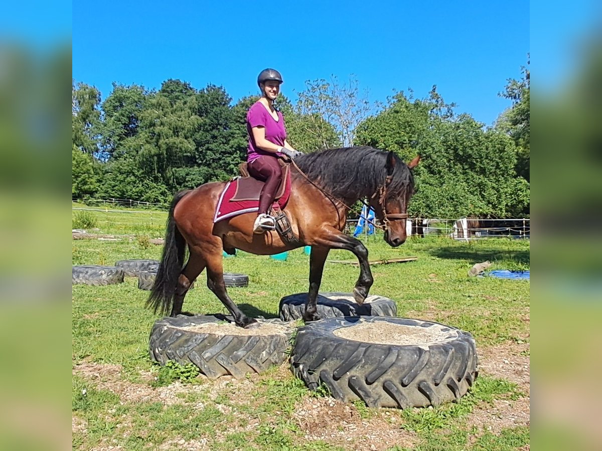 Polnisches Warmblut Wallach 8 Jahre 157 cm Brauner in Bayerbach