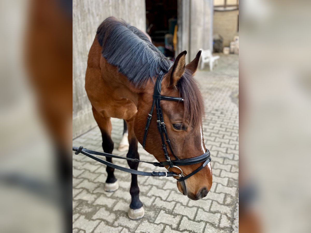 Polnisches Warmblut Wallach 8 Jahre 160 cm Brauner in Markgr&#xF6;ningen