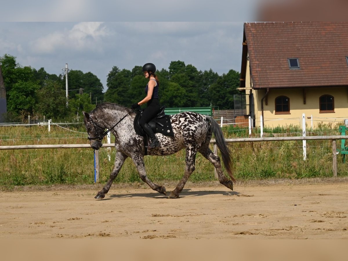 Polnisches Warmblut Wallach 8 Jahre 162 cm in Santok