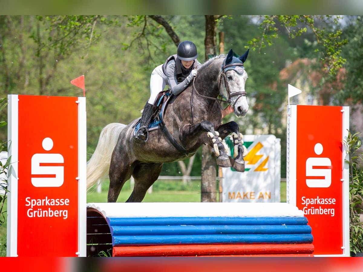 Polnisches Warmblut Wallach 8 Jahre 168 cm Apfelschimmel in Marburg