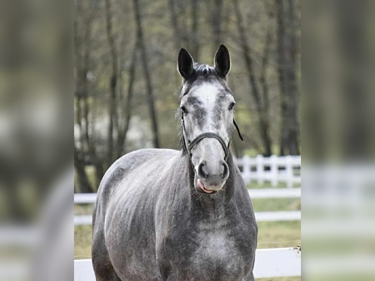 Polnisches Warmblut Wallach 8 Jahre 175 cm Apfelschimmel in Jerzwa&#x142;d