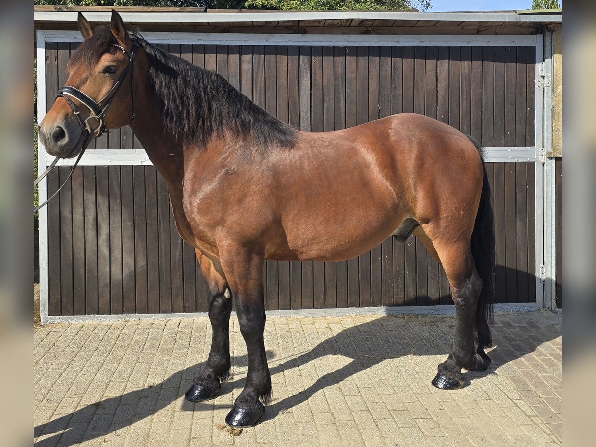 Polnisches Warmblut Mix Wallach 9 Jahre 155 cm Brauner in M&#xFC;lheim an der Ruhr
