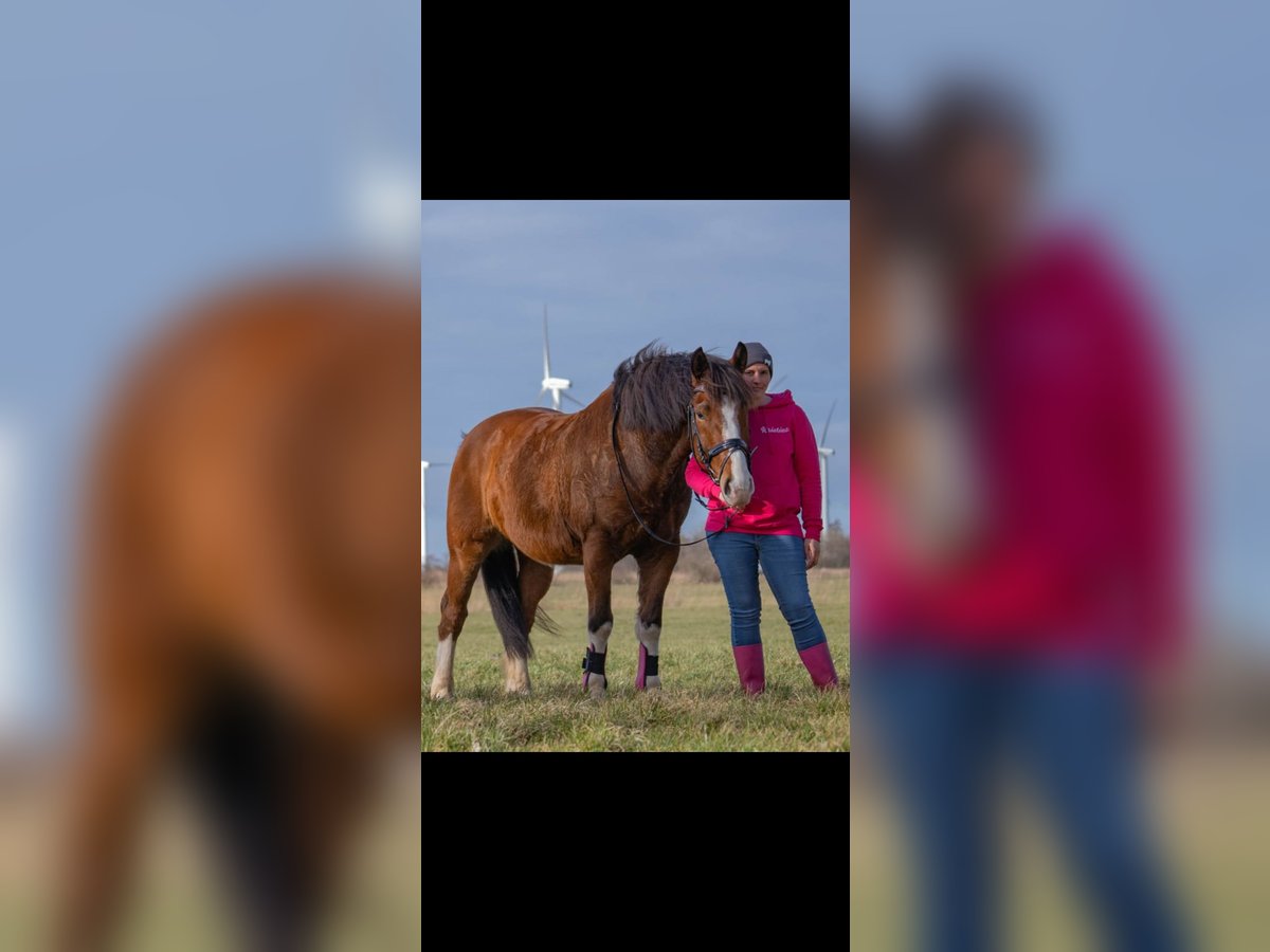 Polnisches Warmblut Wallach 9 Jahre 158 cm Brauner in Wurster Nordseeküste