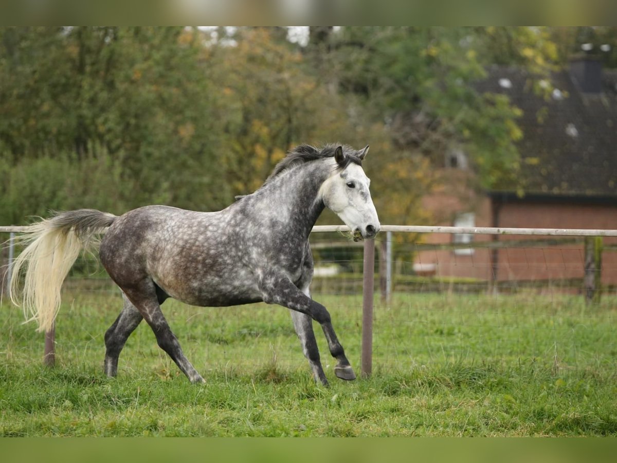 Polnisches Warmblut Wallach 9 Jahre 160 cm Apfelschimmel in Selm