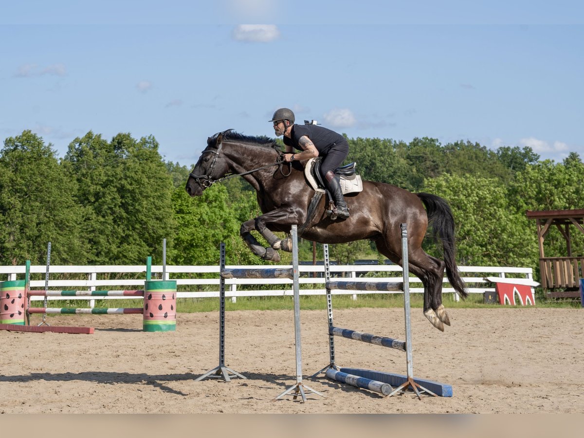Polnisches Warmblut Wallach 9 Jahre 165 cm Rappe in Olsztyn