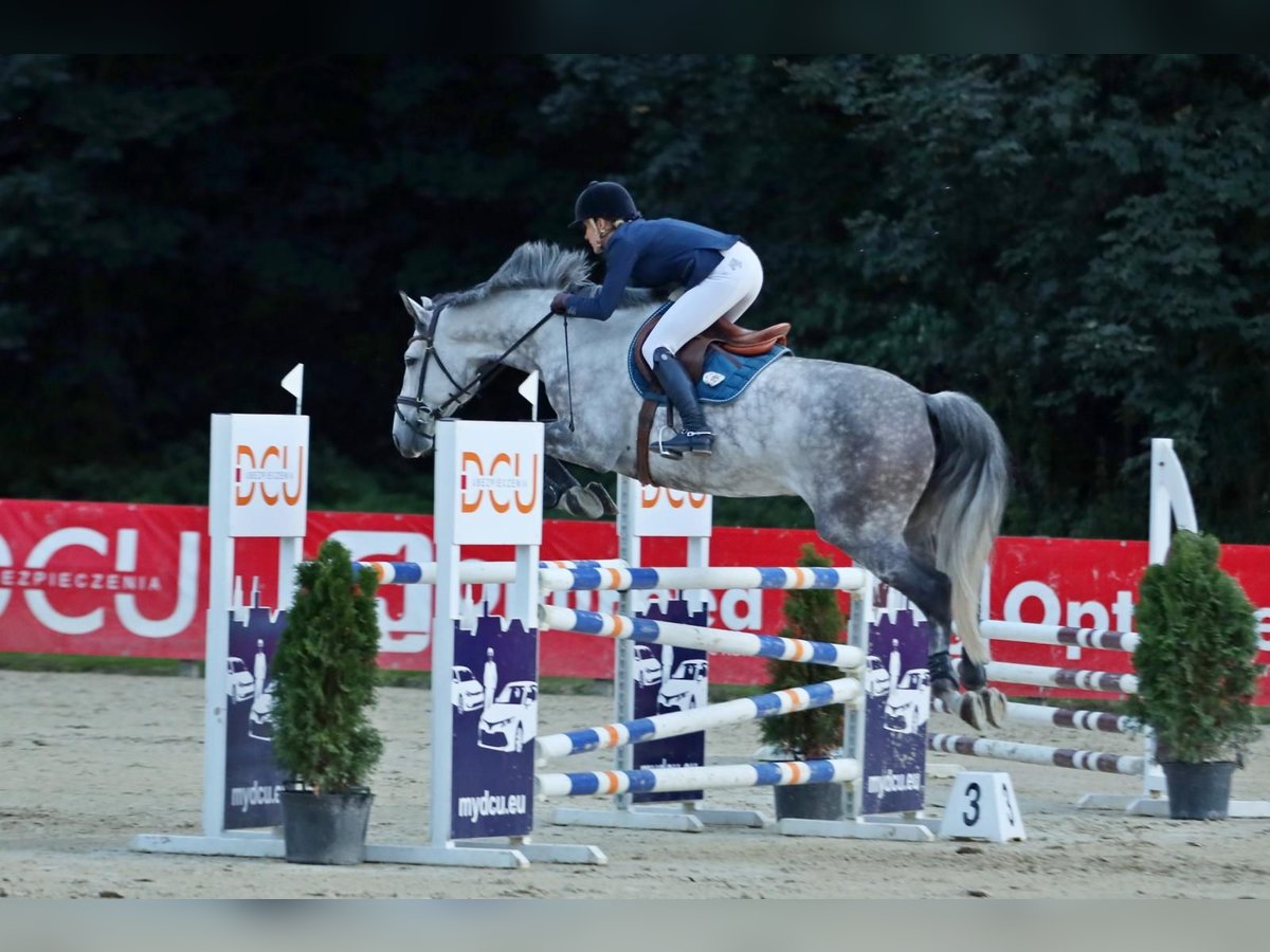 Polnisches Warmblut Wallach 9 Jahre 172 cm Schimmel in Strzegom Horse Trials Center