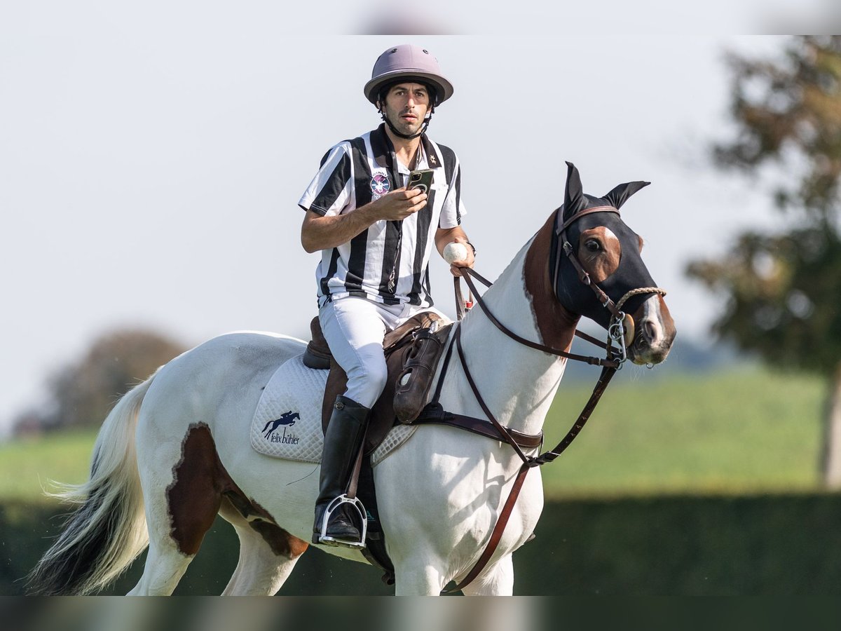 Polo Pony Mix Gelding 13 years 15,1 hh Pinto in Seuzach