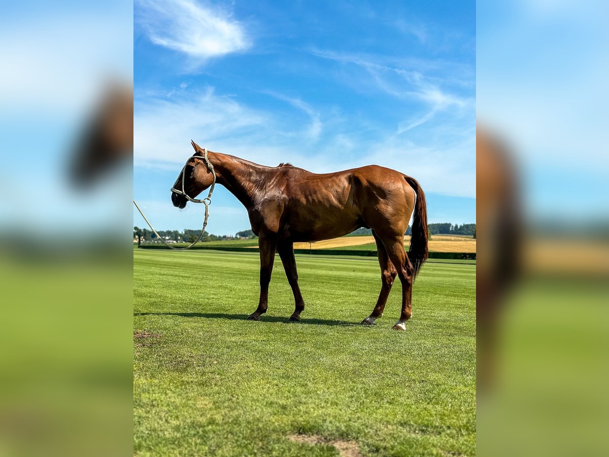 Polo Pony Mix Gelding 14 years 15,2 hh in Seuzach